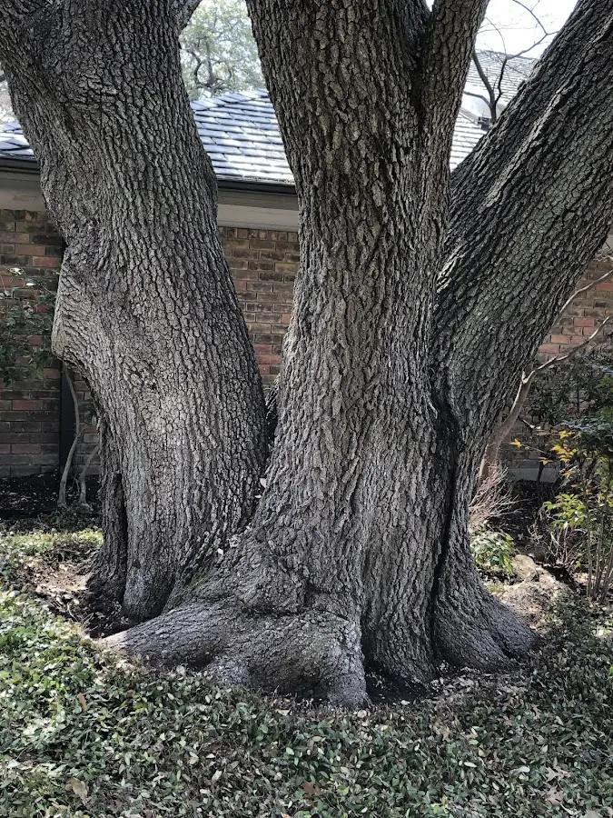 Mature heritage tree close to a Milam property cared for by certified arborists